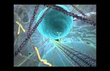 Życie w komórce - niesamowita animacja o tym co dzieje się w naszych ciałach