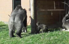 Rowdy Baby Gorilla Gets Disciplined By Dad In Front Of Zoo Visitors