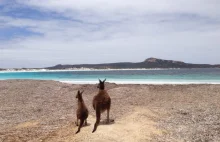 U kangurów ogon niczym piąta noga