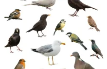 Obecność ptaków sprzyja zachowaniu zdrowia psychicznego