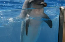 Delfiny nabywają samoświadomość szybciej niż ludzie.