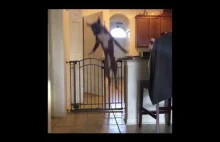 Pies skacze przez bramkę.