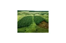 Zielone płuca Ziemi - bardzo dobra reklama WWF