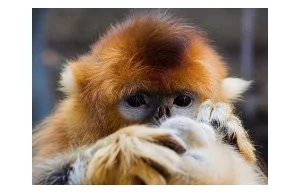 Małpy korzystają z pomocy małpich akuszerek przy porodzie.
