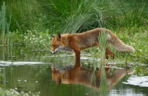 Firefox zmienia cykl wydawniczy. Nowe wersje będą pojawiać się co miesiąc