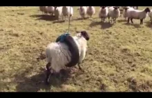 Gdy owca trafi na oponę