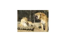 Półkrwi lwów i tygrysów, Hercules Liger