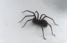 co to za pająk?