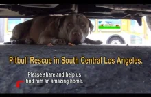 Ratowanie bojaźliwego, bezdomnego pitbulla