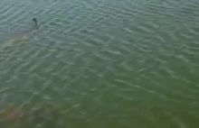 Bohaterski szczupak ratuje tonącą kaczkę