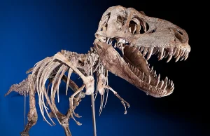 Prawie kompletny szkielet Tyranozaura na sprzedaż! Chętni?