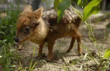 Pudu, jedne z najmniejszych jeleniowatych na świecie. Nie przekraczają 15 kg.