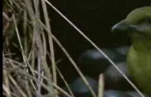 David Attenborough - altanka ogrodnika brunatnego