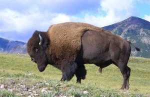 Amerykańscy badacze odnaleźli w Utah stado genetycznie czystych bizonów [ENG]