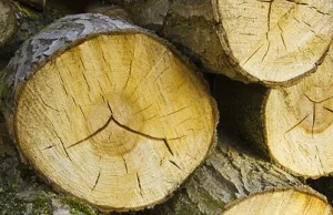 Wyższe kary za wycięcie drzew bez zezwolenia
