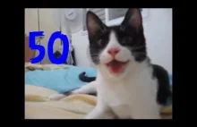 Smieszne koty #50