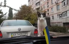 Kot, samochód