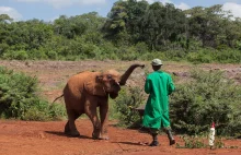 Sierociniec dla słoni w Kenii