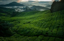 Herbaciane klimaty Cameron Highlands