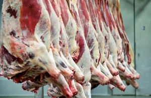 Francja: Znaleziono prawie 800 kg mięsa chorych krów z Polski