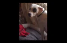 Pies zostaje nakryty przez właściciela