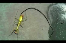 Film przedstawiający wyjście pasożyta z modliszki.