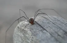 Skąd się biorą pająki w domu? Jak ich się pozbyć?