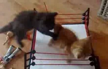 WWE cat wrestling