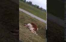 Nawalony polak w Niemczech ruchany przez psa