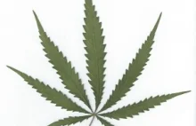 Cena marihuany w Urugwaju