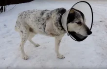 Kłusownik złapany. Wnyki zmiażdżyły psu łapę [DRASTYCZNE WIDEO]