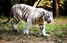 Tragedia w parku narodowym Bannerghatta. Białe tygrysy rozszarpały 40-latka
