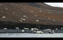 Dziesiątki niedźwiedzi polarnych zjadają wieloryba