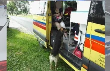 Pies czekał przy poszkodowanej w wypadku