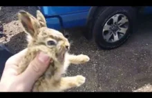 Mały króliczek atakuje człowieka