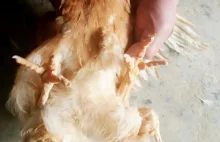 W Chinach wykluł się kurczak z czterema nogami