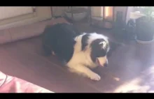 Dog is fooled by the light!