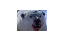 Niedźwiedź polarny vs nerpa