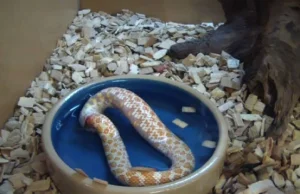 Zdezorientowany wąż zaczął zjadać samego siebie