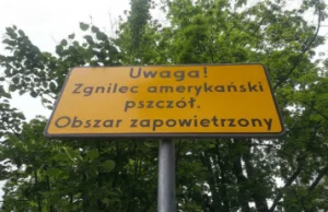 W Krakowie pojawił się groźny dla pszczół zgnilec amerykański.