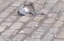 Szczur vs gołąb