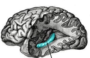 Astrocyty tworzą nowe neurony po udarze