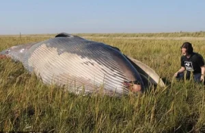Martwy wieloryb odnaleziony 800 metrów od brzegu