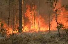 W australijskich pożarach buszu zginęło blisko pół miliarda zwierząt
