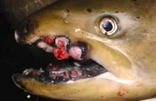 Ryby żyjące w wodach północnego Pacyfiku po katastrofie w Fukushimie 2011