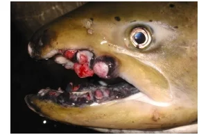 Ryby żyjące w wodach północnego Pacyfiku po katastrofie w Fukushimie 2011