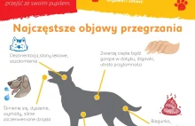 Infografika - upały zagrożeniem dla zwierząt domowych