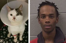 Wrzucił do sieci wideo na którym polewa kota wrzątkiem - dostał 3 lata więzienia