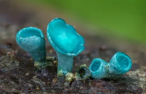 Fotograf robi zdjęcia makro, aby pokazać, jak fascynujące mogą być grzyby