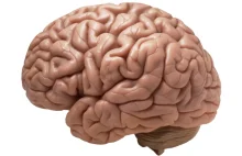Interaktywny model mózgu w 3D [ENG]